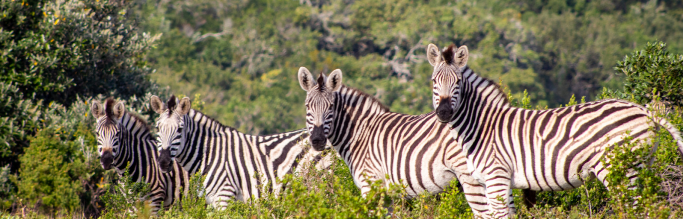 Oceana Beach & Wildlife Reserve Special