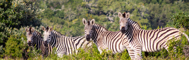Oceana Beach & Wildlife Reserve Special