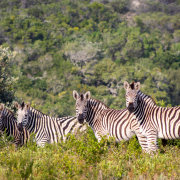 Oceana Beach And Wildlife Reserve