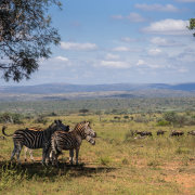 Welgevonden Game Reserve