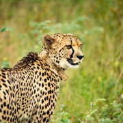 Welgevonden Game Reserve