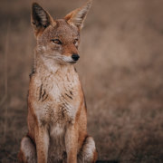 Welgevonden Game Reserve