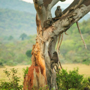 Welgevonden Game Reserve