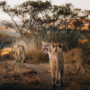 Welgevonden Game Reserve