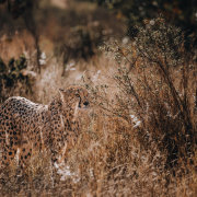 Welgevonden Game Reserve