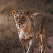 Welgevonden Game Reserve