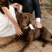 Pluk Weddings