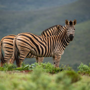 Intle Boutique Hotel