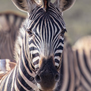 Melozhori Private Game Reserve