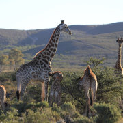 Melozhori Private Game Reserve