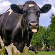 Irene Country Hotel & Irene Farm