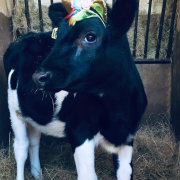 Irene Country Hotel & Irene Farm